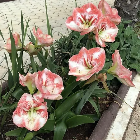 Palme Nyaraló