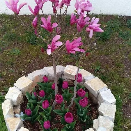 Feriehus Palme *