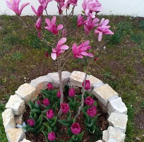 Σπίτι διακοπών Palme *