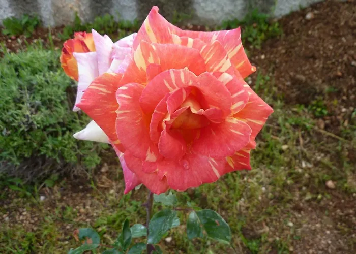 Palme * Πόρετς